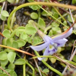 Isotoma fluviatilis subsp. australis at Cook, ACT - 25 Nov 2021