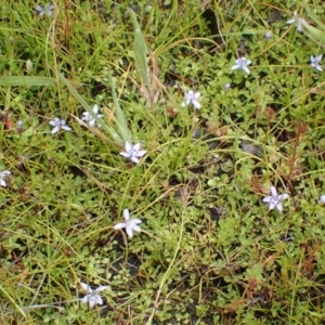 Isotoma fluviatilis subsp. australis at Cook, ACT - 25 Nov 2021