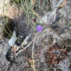 Utricularia dichotoma (Fairy Aprons, Purple Bladderwort) at Cambewarra Range Nature Reserve - 25 Nov 2021 by SimoneC