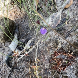 Utricularia dichotoma at Red Rocks, NSW - 25 Nov 2021