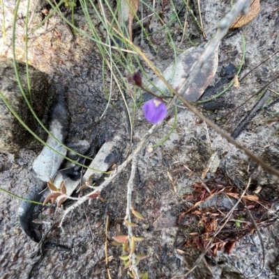 Utricularia dichotoma (Fairy Aprons, Purple Bladderwort) at Red Rocks, NSW - 25 Nov 2021 by SimoneC