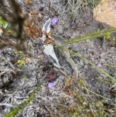 Utricularia dichotoma at Red Rocks, NSW - 25 Nov 2021 11:36 AM