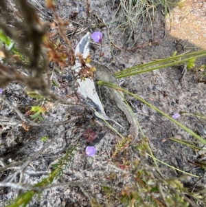 Utricularia dichotoma at Red Rocks, NSW - 25 Nov 2021