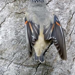 Pardalotus striatus at Pialligo, ACT - 23 Nov 2021