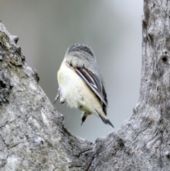 Pardalotus striatus at Pialligo, ACT - 23 Nov 2021