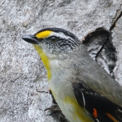 Pardalotus striatus at Pialligo, ACT - 23 Nov 2021