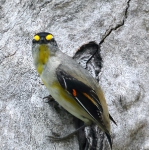 Pardalotus striatus at Pialligo, ACT - 23 Nov 2021