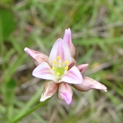 Laxmannia gracilis (Slender Wire Lily) at Lower Boro, NSW - 23 Nov 2021 by JanetRussell