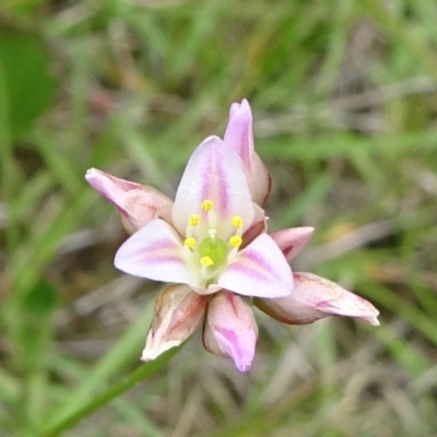 Laxmannia gracilis (Slender Wire Lily) at Lower Boro, NSW - 23 Nov 2021 by JanetRussell