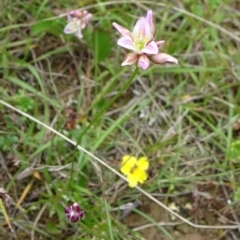 Laxmannia gracilis at Lower Boro, NSW - 23 Nov 2021