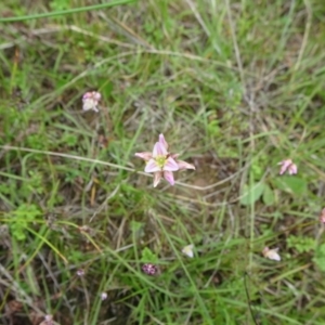 Laxmannia gracilis at Lower Boro, NSW - 23 Nov 2021 12:40 PM