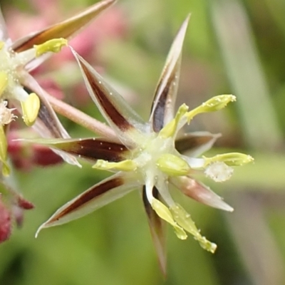 Juncus bufonius (Toad Rush) at Cook, ACT - 25 Nov 2021 by drakes