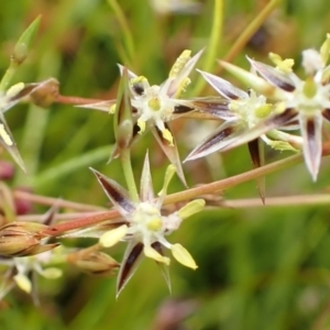 Juncus bufonius at Cook, ACT - 25 Nov 2021