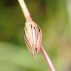 Juncus bufonius at Cook, ACT - 25 Nov 2021 08:27 AM