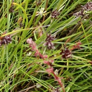 Juncus bufonius at Cook, ACT - 25 Nov 2021