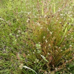 Juncus bufonius at Cook, ACT - 25 Nov 2021 08:27 AM