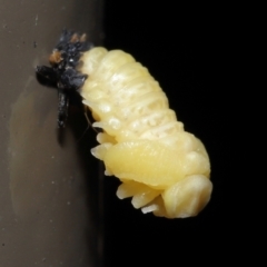 Harmonia conformis at Acton, ACT - 19 Nov 2021 by TimL