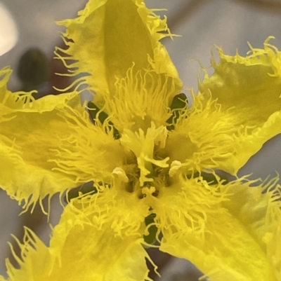 Nymphoides montana (Marshwort) at Paddys River, ACT - 23 Nov 2021 by JaneR