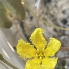 Nymphoides montana at Paddys River, ACT - 23 Nov 2021 12:39 PM