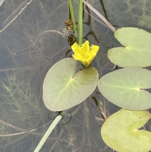 Nymphoides montana at Paddys River, ACT - 23 Nov 2021 12:39 PM