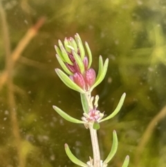 Myriophyllum simulans (Water Milfoil) at Paddys River, ACT - 23 Nov 2021 by JaneR