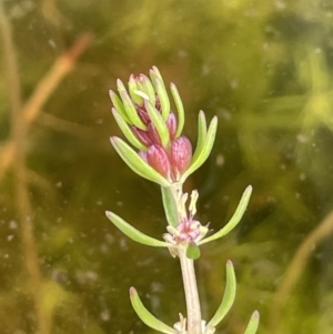 Myriophyllum simulans at Paddys River, ACT - 23 Nov 2021