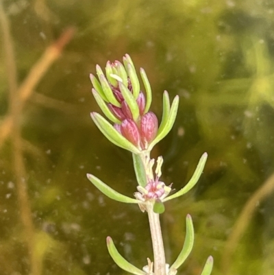 Myriophyllum simulans (Water Milfoil) at Paddys River, ACT - 23 Nov 2021 by JaneR