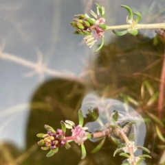 Myriophyllum simulans at Paddys River, ACT - 23 Nov 2021