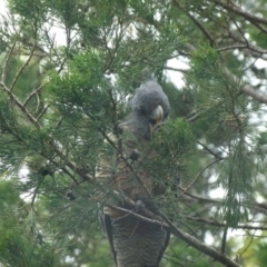 Callocephalon fimbriatum (Gang-gang Cockatoo) at Queanbeyan West, NSW - 27 Nov 2021 by Paul4K