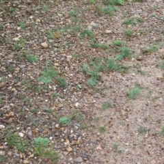 Callocephalon fimbriatum at Queanbeyan West, NSW - suppressed