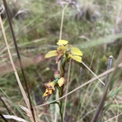 Diuris sulphurea (Tiger Orchid) at Bungendore, NSW - 27 Nov 2021 by yellowboxwoodland