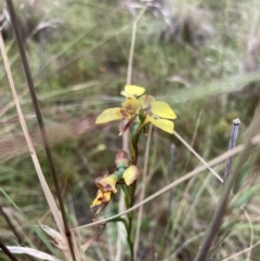 Diuris sulphurea (Tiger orchid) at Bungendore, NSW - 26 Nov 2021 by yellowboxwoodland