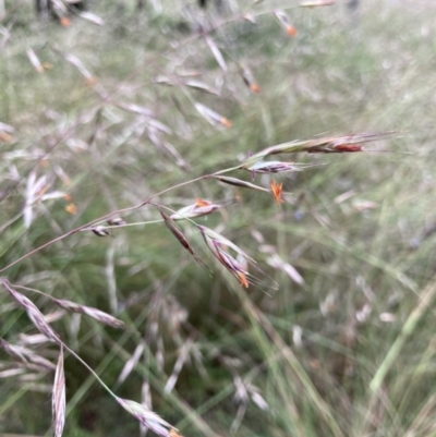Rytidosperma pallidum (Red-anther Wallaby Grass) at Bungendore, NSW - 26 Nov 2021 by yellowboxwoodland