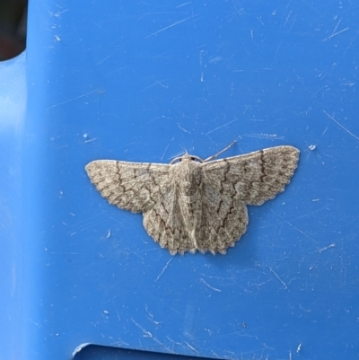 Unidentified Geometer moth (Geometridae) at Thurgoona, NSW - 26 Nov 2021 by ChrisAllen