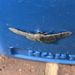 Crypsiphona ocultaria at Thurgoona, NSW - 27 Nov 2021 10:07 AM