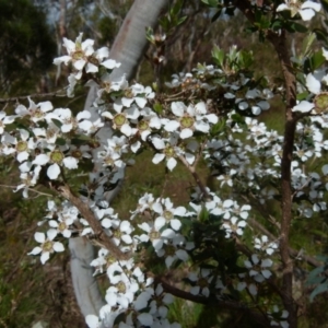 Leptospermum myrtifolium at Boro, NSW - suppressed