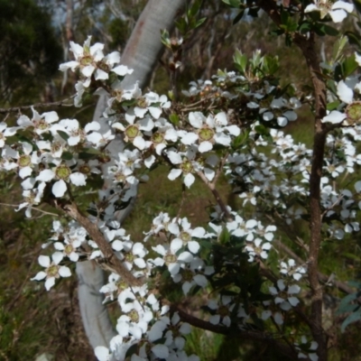 Leptospermum myrtifolium (Myrtle Teatree) at Boro, NSW - 23 Nov 2021 by Paul4K