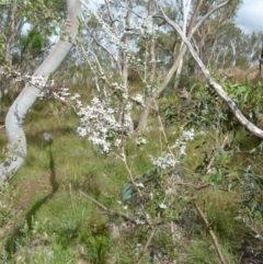 Leptospermum myrtifolium at Boro, NSW - suppressed