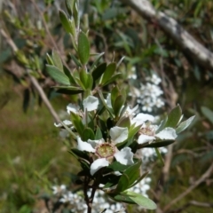 Leptospermum myrtifolium at Boro, NSW - suppressed