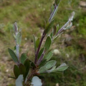 Leptospermum myrtifolium at Boro, NSW - suppressed