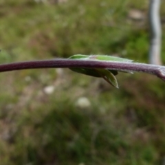 Leptospermum myrtifolium at Boro, NSW - suppressed