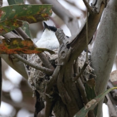 Lalage tricolor (White-winged Triller) at Mount Ainslie - 22 Nov 2021 by jb2602