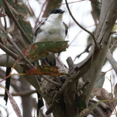 Lalage tricolor at Pialligo, ACT - 23 Nov 2021