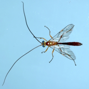 Leptophion yampus at Ainslie, ACT - 23 Nov 2021