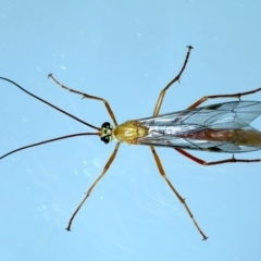 Netelia sp. (genus) (An Ichneumon wasp) at Ainslie, ACT - 23 Nov 2021 by jb2602