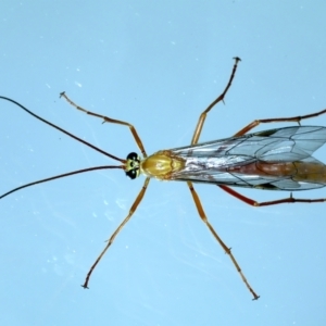 Netelia sp. (genus) at Ainslie, ACT - 23 Nov 2021