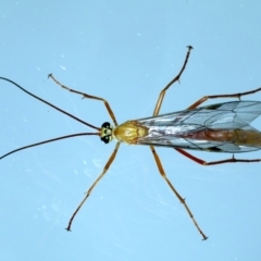 Netelia sp. (genus) (An Ichneumon wasp) at Ainslie, ACT - 23 Nov 2021 by jbromilow50