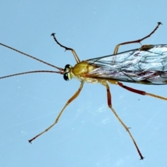 Netelia sp. (genus) at Ainslie, ACT - 23 Nov 2021