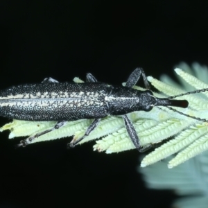 Rhinotia sp. in brunnea-group at Hackett, ACT - 23 Nov 2021