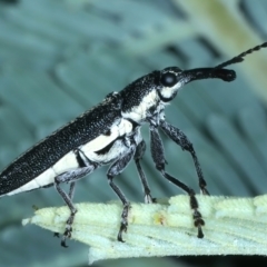 Rhinotia sp. in brunnea-group at Hackett, ACT - 23 Nov 2021 03:57 PM